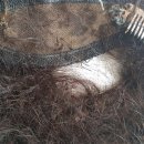 오탱큐 이미지