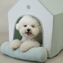 강아지공간 | 강아지를 위한 아늑한 공간, 숨숨집 텐트 후기!