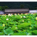 전주 송광사 연꽃구경!!! 이미지