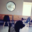 한스애견카페 이미지