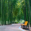 섬진강대숲길 이미지