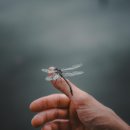 쏘마휘트니스 이미지