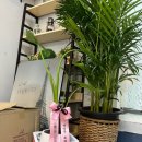 더(the)달콤 이미지