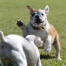 스타독스 이미지