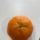 제주산 레드향 예약주문 후기!!