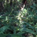 장산억새밭 이미지