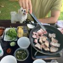 세곡축산 | [안성] 애견수영장, 반려견 수영장 원더풀도그베이 주말 방문후기