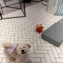 도그레스트 이미지