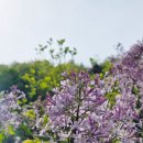 로뎅853-1 이미지