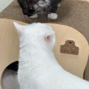 식빵굽냥 | 리뷰 | 고양이 식빵 숨숨집 후기 ‘ 스윗캣 식빵굽냥 숨숨집 ‘