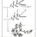 Re:사과의 새로운 전정법 이미지