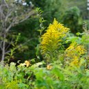 양미역취[Asteraceae (국화과) ＞ Solidago (미역취속) ＞ altissima (양미역취)] 이미지