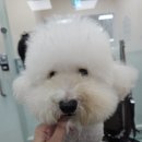 웰니스펫뷰티 이미지
