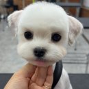 캄애견미용학원 네이버블로그