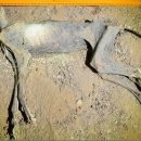 아프리카펫센터 이미지