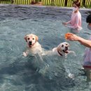 호동이PC 이미지