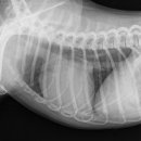 워너비 동물병원 이미지