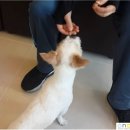 맥스동물병원 이미지