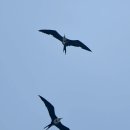 보르네오 섬의 새64 - Great Frigatebird(큰군함조) 이미지