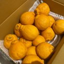 정수열농장 | [한라봉] 네이버 산지직송으로 구매한 양제현농부의 한라봉 내돈내산 구매후기