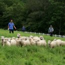 소사랑목장 이미지