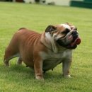 불독(bulldog) 이미지