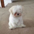 덕구 이미지