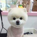 조이풀 그루밍 이미지