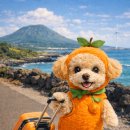 이솜동물병원 이미지