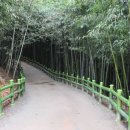 죽녹원 이미지