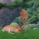 제일사슴농장 Daum카페