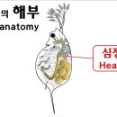 물벼룩의 해부와 각 기관의 역할(Daphnia anatomy and role of organs): eng sub 물벼룩박사의 생태이야 이미지