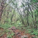 뜰에꽃화원 | 5월 천상의화원 곰배령 트래킹 후기 점봉산분소코스
