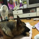 호돌이PC 이미지