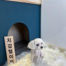 환해지개 이미지