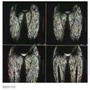 고향 생고기 이미지