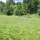 백두산화원 이미지