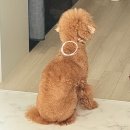 자연동물병원 | 동물병원 진료 후기 강아지 목 뒤 혹같은 멍울이 잡혀요