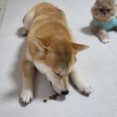 팻 밸런스 (Pet Balance) | 강아지 처방 사료 슬개골 탈구 비만 예방 에미넌트 벳 독 파이버 벨런스