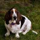 바셋하운드 이미지