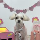 알콩달콩 애견샵 이미지