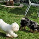 애견카페왕 이미지