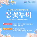 부산관광공사 부산시티투어 | 2026 부산 시티투어 봄꽃 여행! 동부산 vs 서부산 테마 코스 완벽 정리