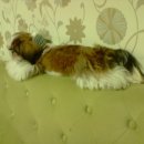 우리가축 인공수정 이미지