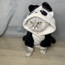 돈토가마솥돼지국밥
