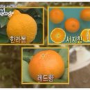 레드향 이미지