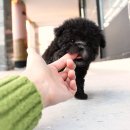 펫라이프 | 안산강아지분양 소중한 가족을 만나러 가는 설렘 한가득한 여정