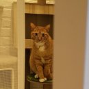 편하개 놀다가냥 이미지