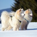 사바나동물병원 이미지