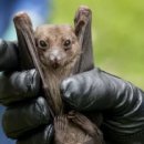 바이러스 이미지